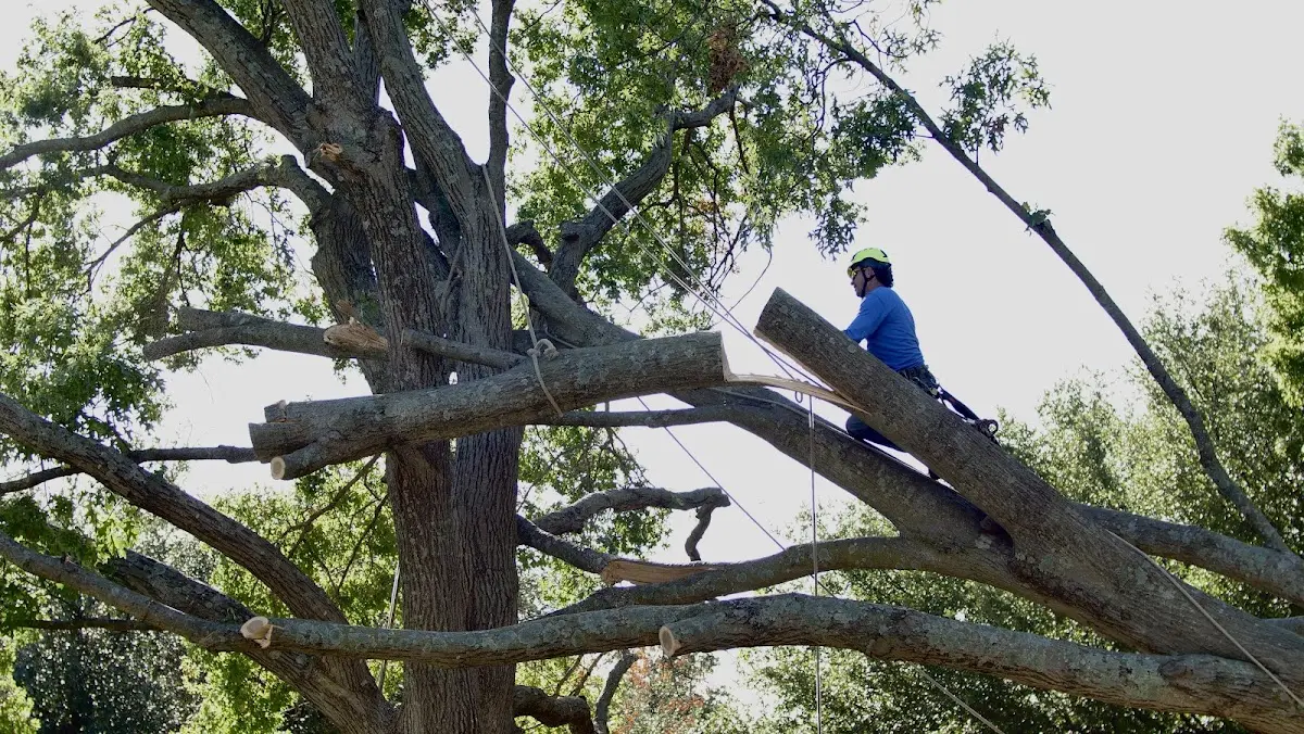 Professional Hazardous Tree Removal performed by certified arborists in Dudley